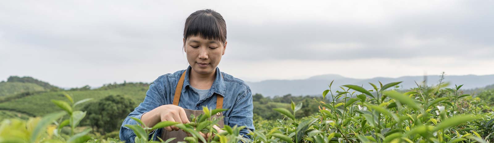 Woman in field of crops.