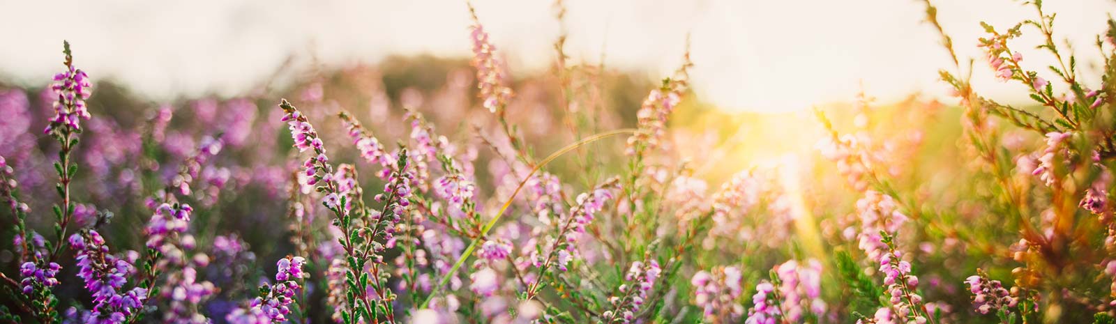 Sunrise in lavender field.